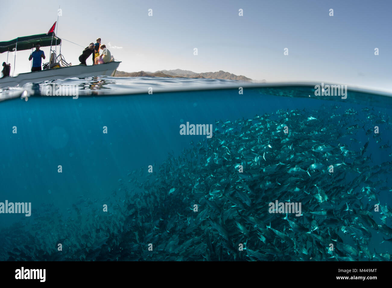 Scuola di jack pesci che nuotano vicino a barca sulla superficie dell'acqua, Cabo San Lucas, Baja California Sur, Messico, America del Nord Foto Stock