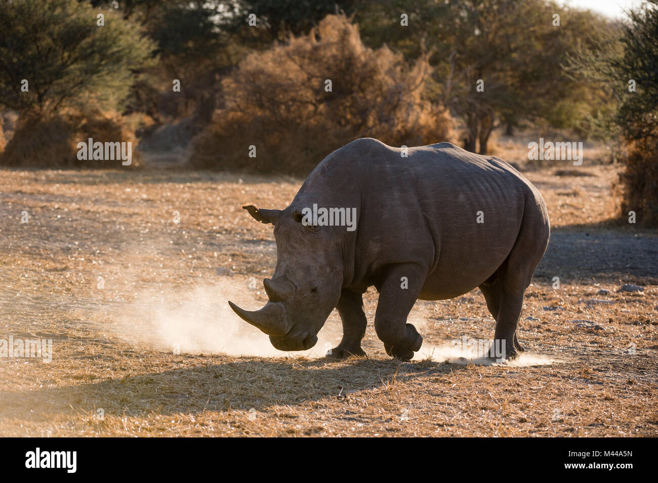 Rinoceronte bianco (Ceratotherium simum) pawing polvere, Kalahari Botswana Foto Stock