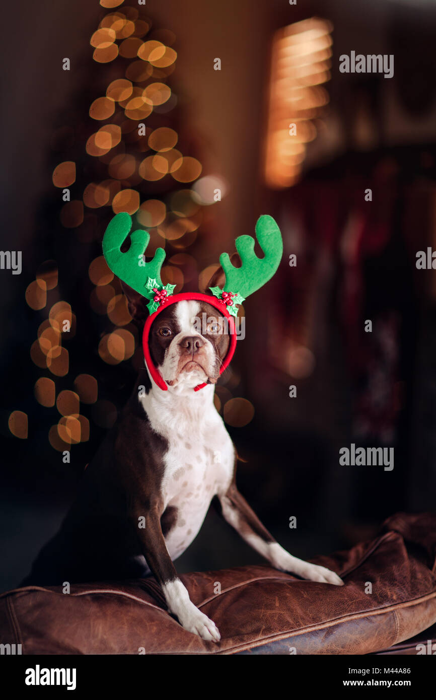 Boston Terrier cane con corna di renne, albero di Natale in background Foto Stock
