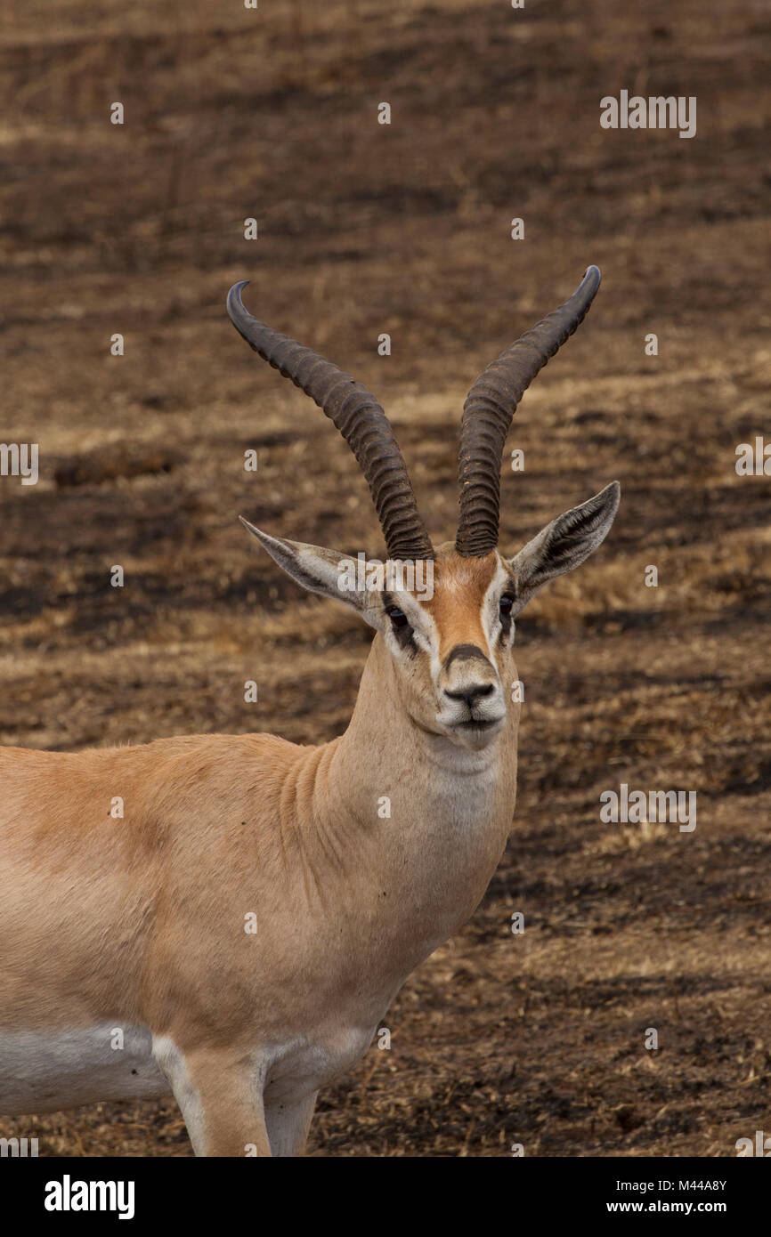 Thomson Gazelle, Eudorcus thomsonii, Ngorogoro cratere, Tanzania Foto Stock