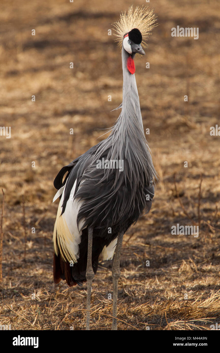 Grigio (Sud) Crowned Crane, Balearica regulorum, Ngorogoro cratere, Tanzania Foto Stock