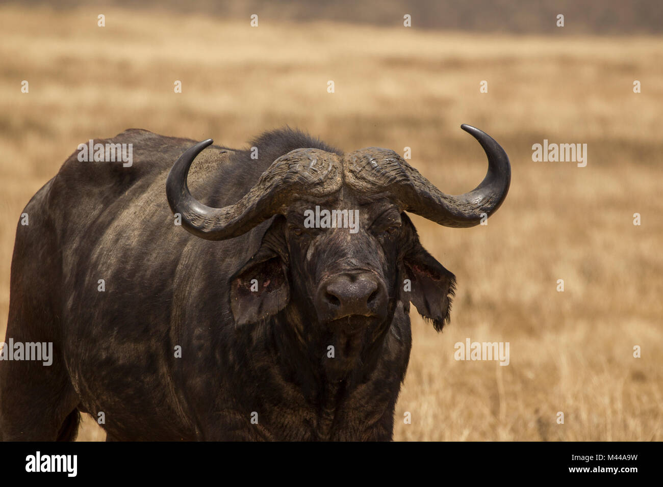 Il bufalo, Syncerus caffer, Ngorogoro cratere, Tanzania Foto Stock