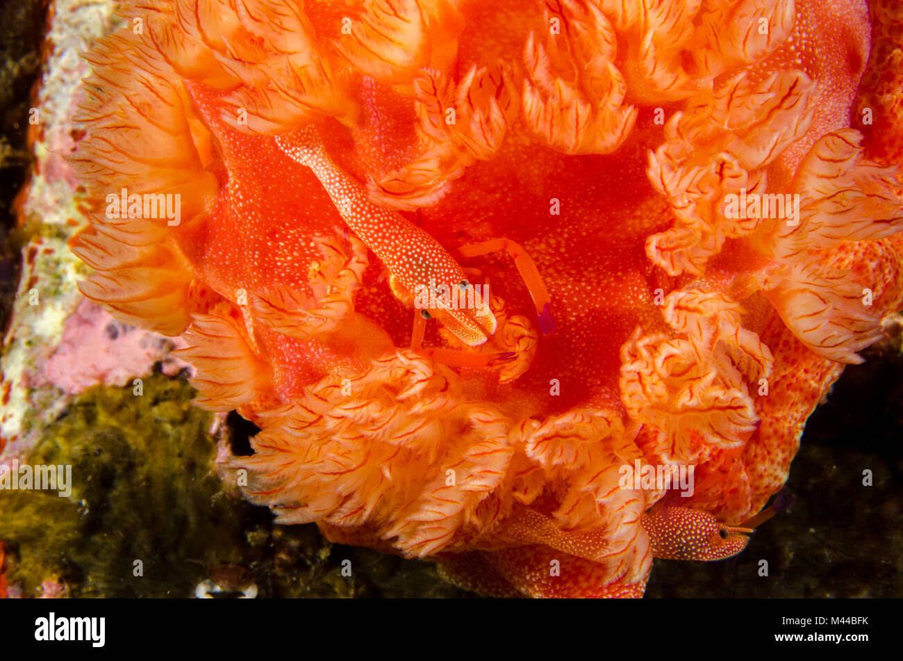 L'imperatore gamberetto Periclimenes imperator accanto a branchie di un ballerino spagnolo Hexabranchus sanguineus - arcipelago Mergui - Fotografia subacquea - Rosso Foto Stock