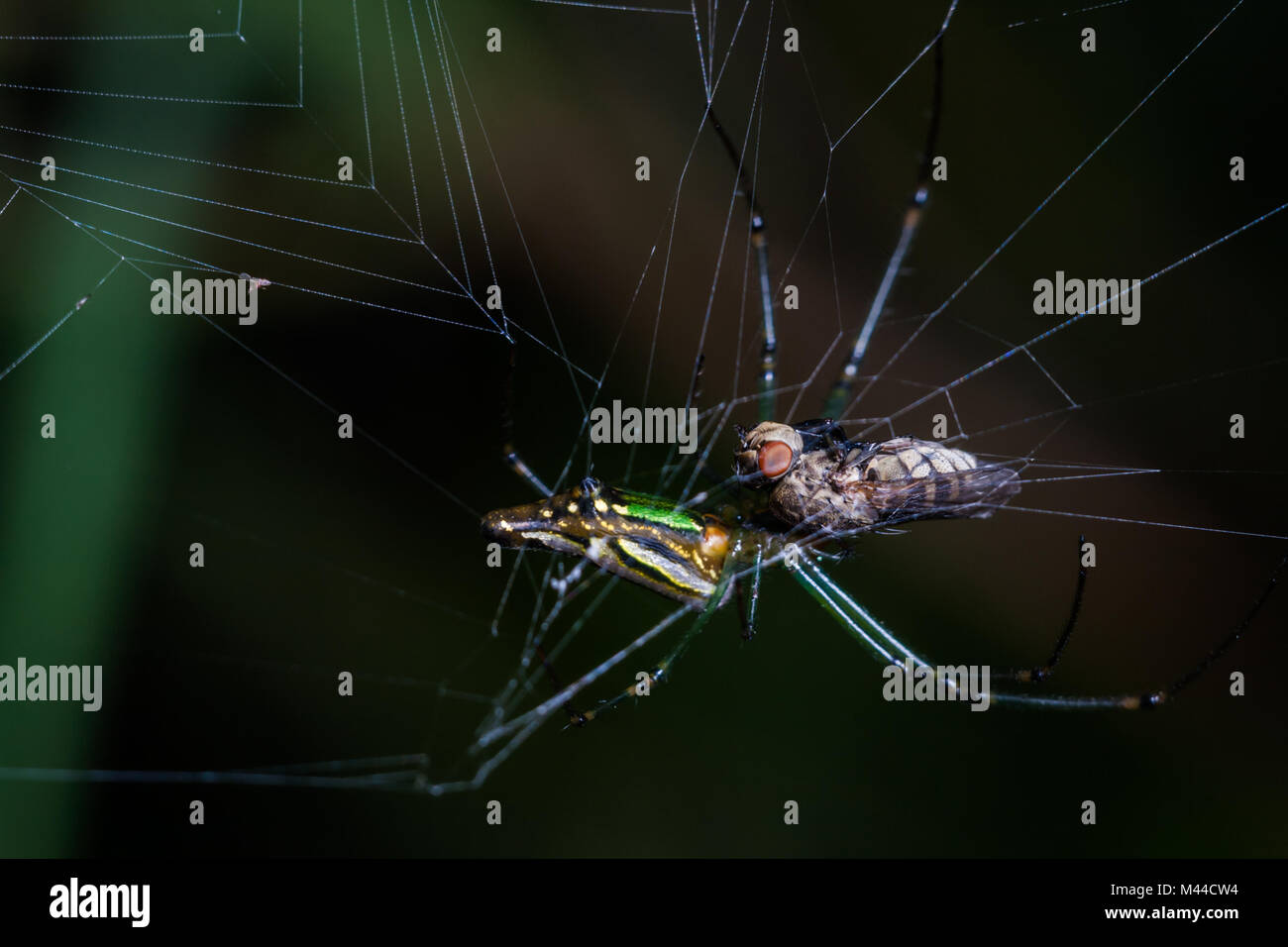 Decorata Leucauge spider depredavano hoverfly a Nanmangalam foresta riservata a Chennai, Tamilnadu, India Foto Stock