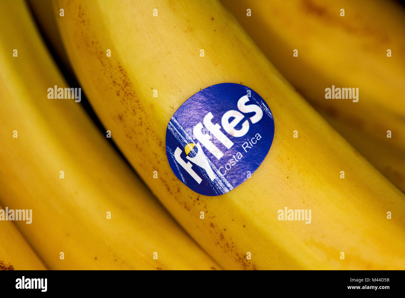 Fyffes adesivo su un grappolo di banane importate dalla Costa Rica Foto Stock