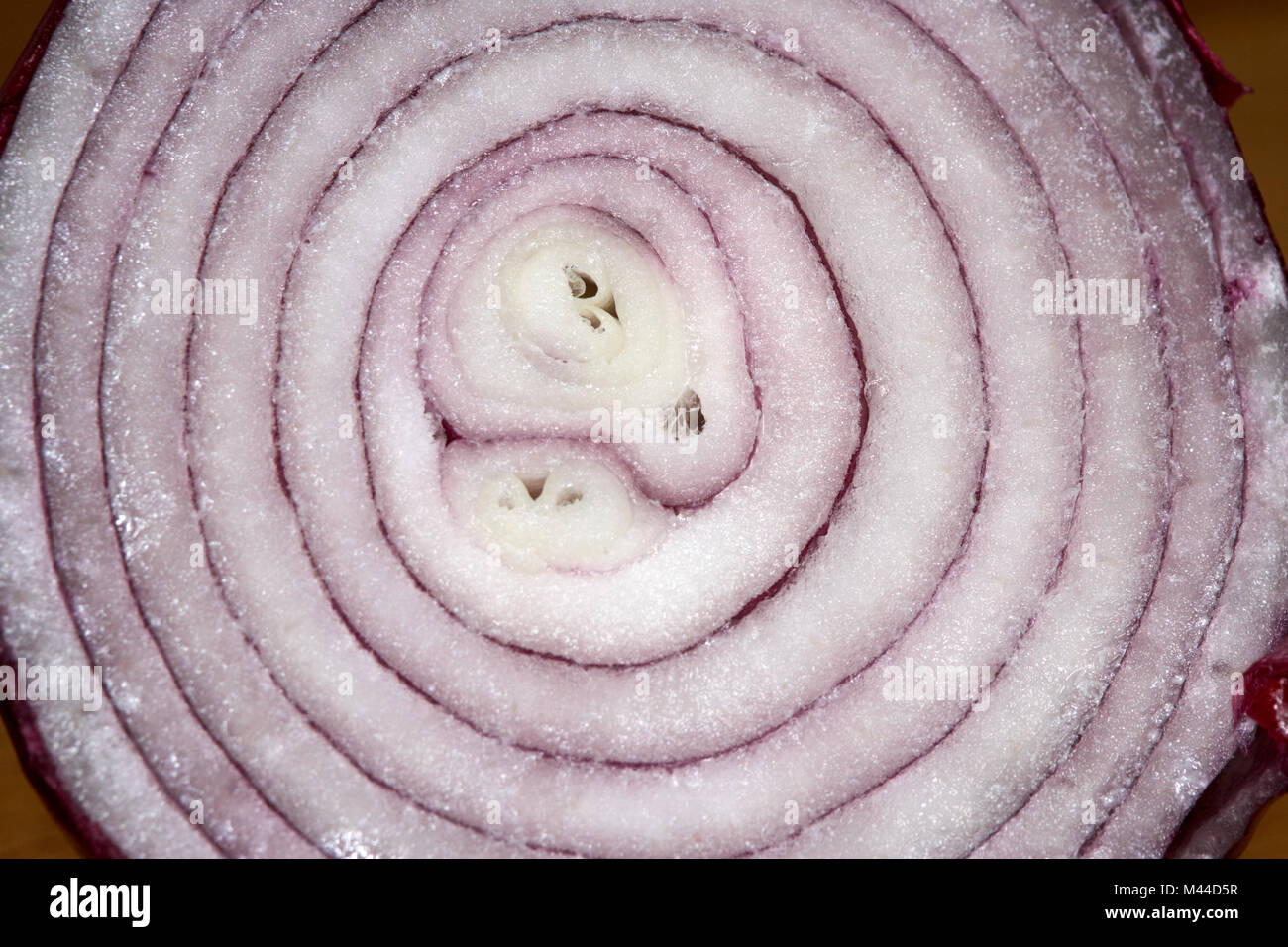 Sezione trasversale di una cipolla rossa Foto Stock