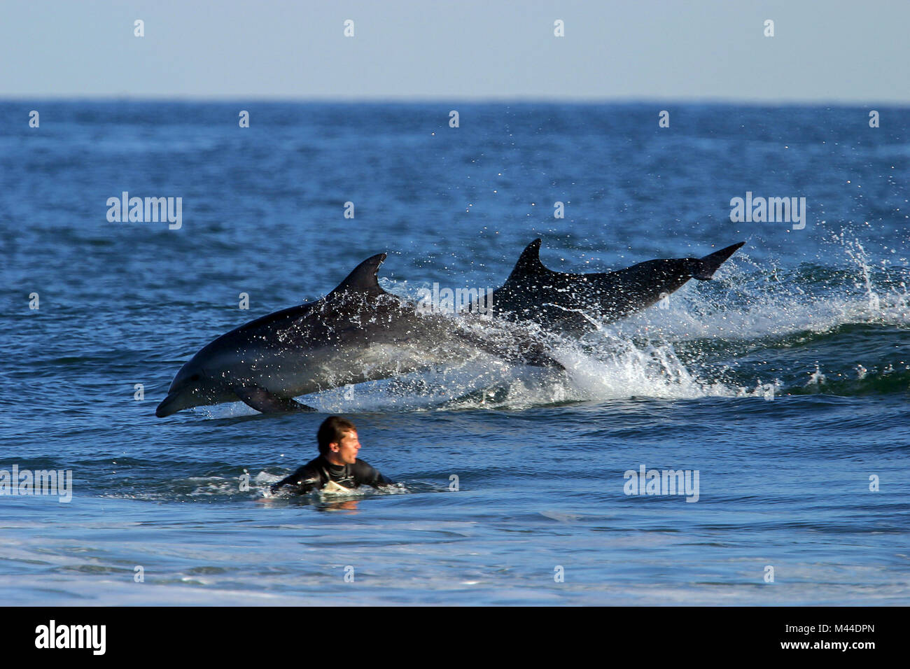 Navigare i delfini Foto Stock