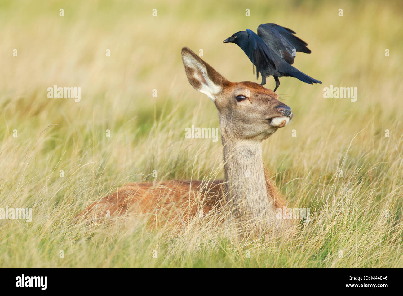 Il cervo (Cervus elaphus). Hind giacente, con una cornacchia (Corvus monedula) sulla sua testa. Richmond Park, Londra, Inghilterra Foto Stock