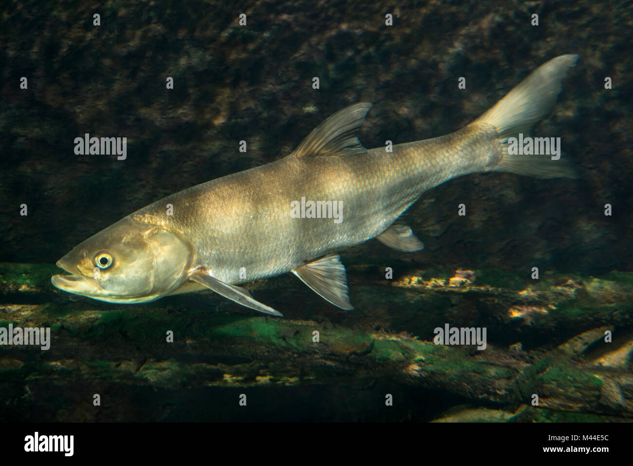 Asp (Aspius aspius) sotto l'acqua. Germania Foto Stock