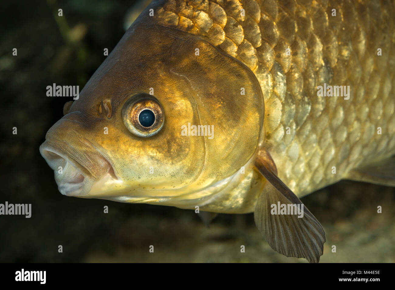 Carpa di Prussia, Gibel comune (Carassius gibelio). Ritratto di adulto sotto l'acqua. Germania Foto Stock