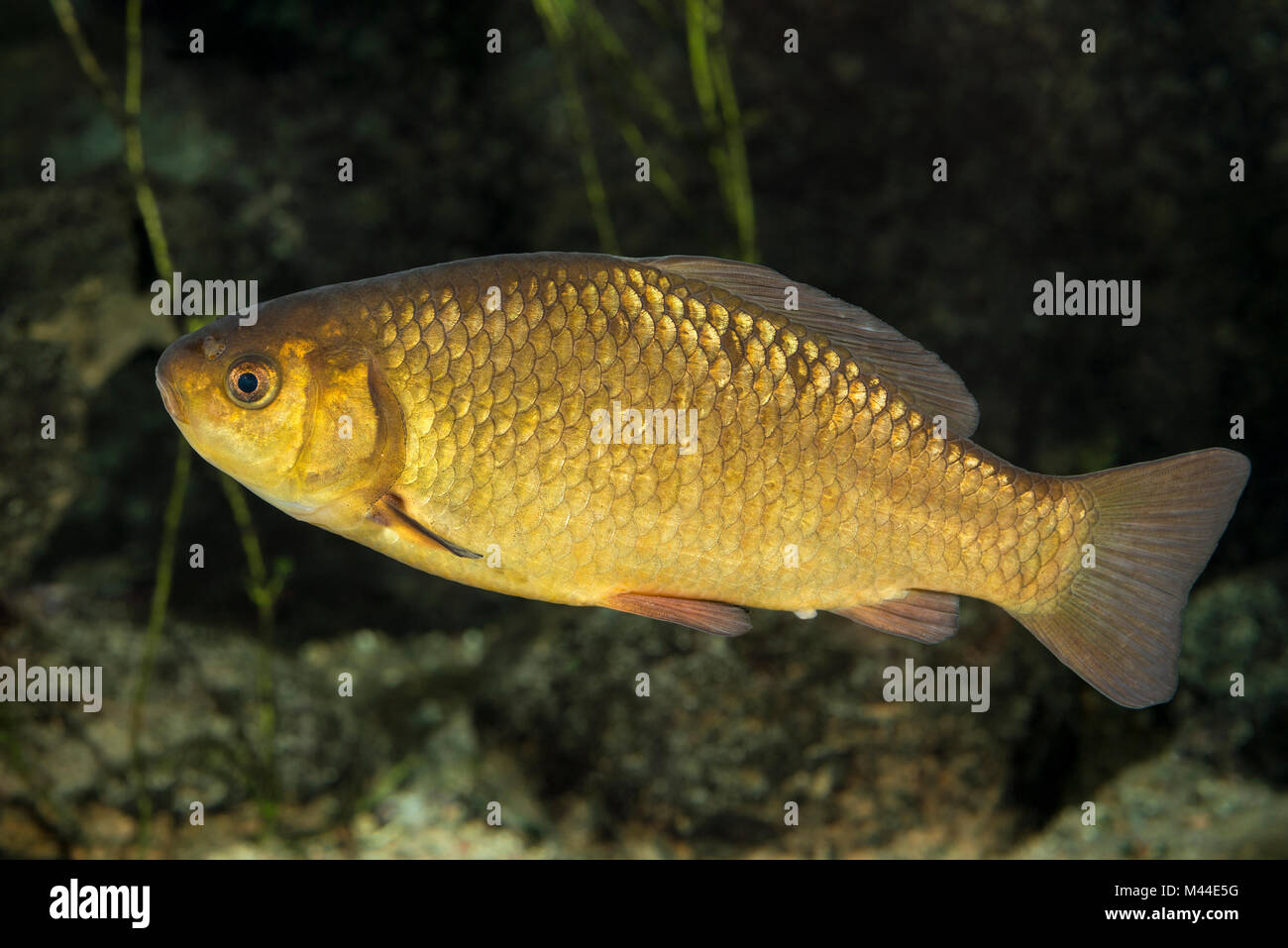 Carassio comune (Carassius carassius) sotto l'acqua. Germania Foto Stock