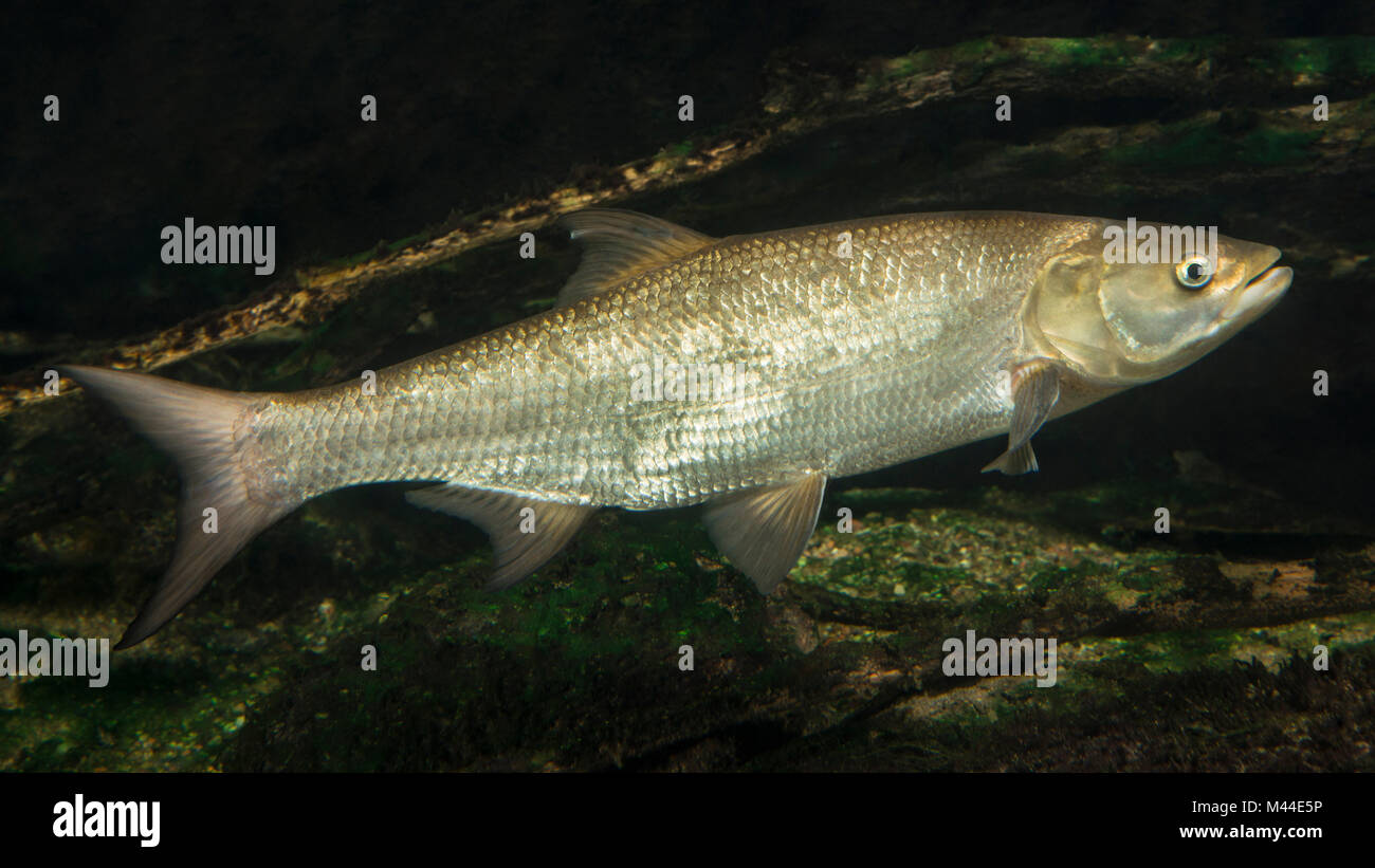 Asp (Aspius aspius) sotto l'acqua. Germania Foto Stock