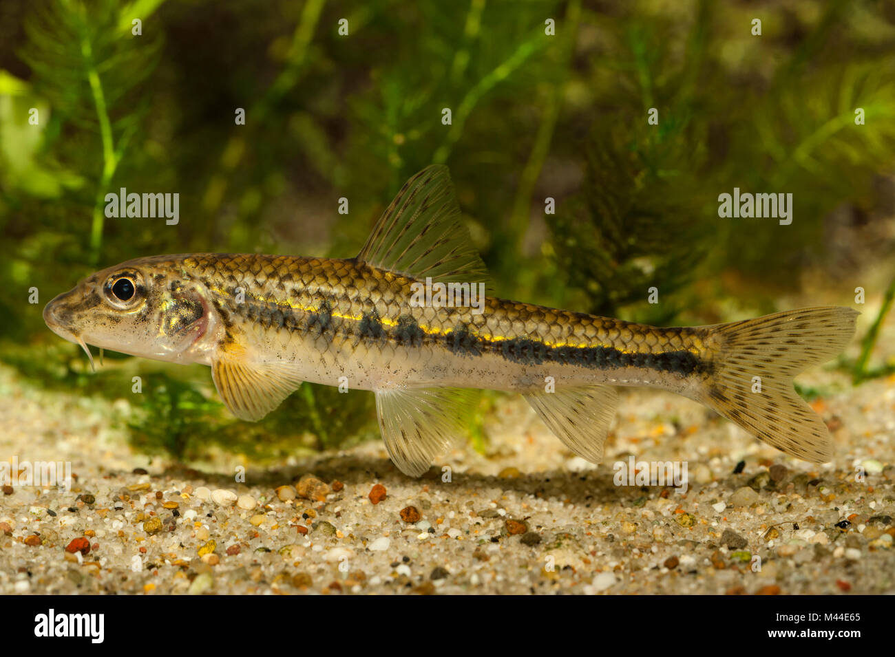 Spinotto (Gobio gobio), sotto l'acqua. Germania Foto Stock