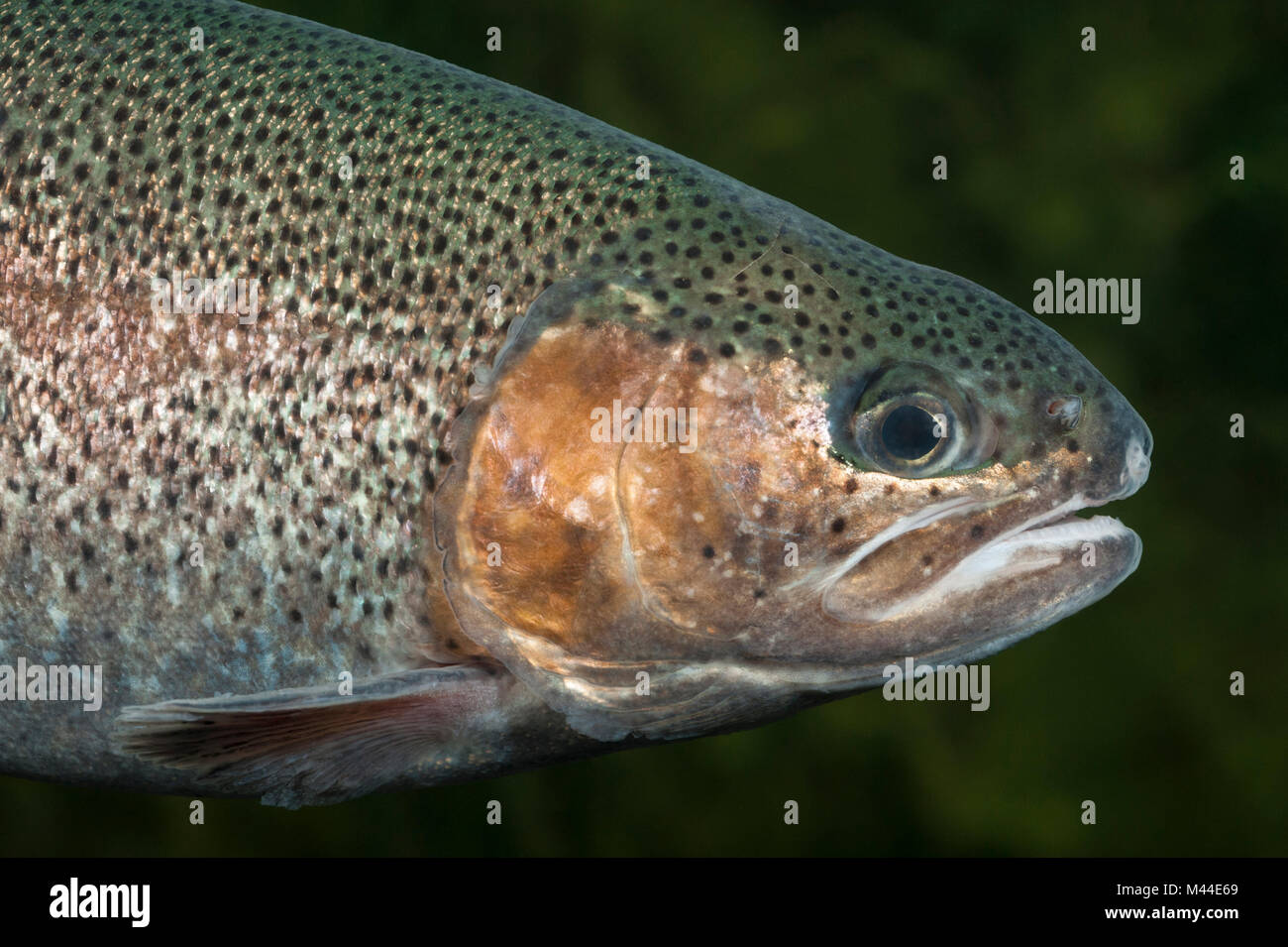 La trota iridea (Oncorhynchos mykiss). Ritratto di adulto sotto l'acqua. Germania Foto Stock