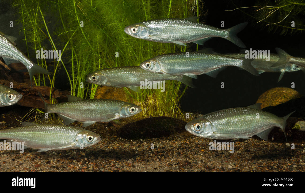 Bleak comune (Alburnus alburnus). Sciame sotto l'acqua, Germania Foto Stock