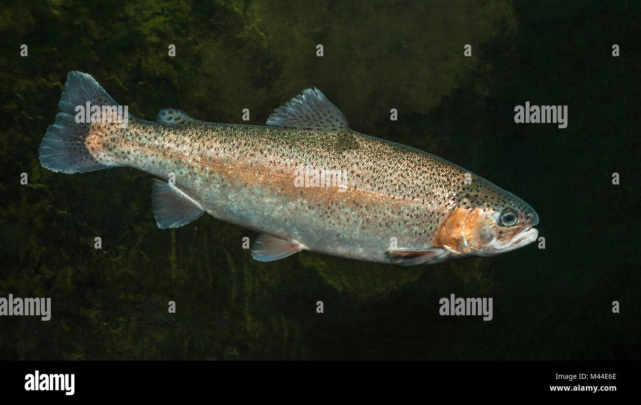 La trota arcobaleno, Steelhead Trote (Oncorhynchos mykiss) sotto l'acqua. Germania Foto Stock