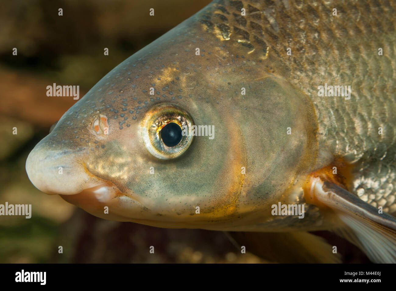Nase comune (Chondrostoma nasus). Ritratto di adulto sotto l'acqua. Germania Foto Stock