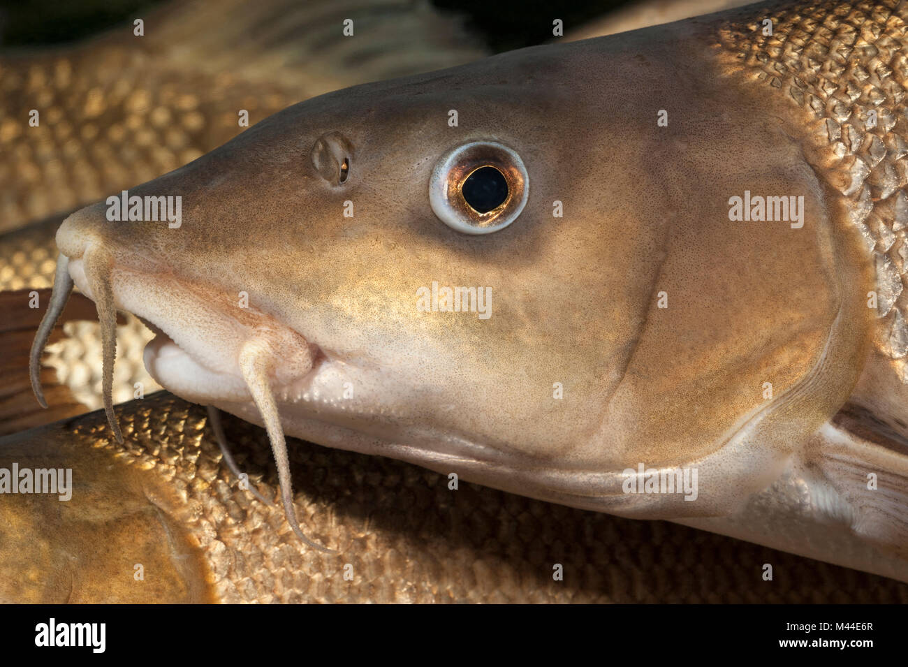 Barbo comune (Barbus barbus). Ritratto di adulto sotto l'acqua. Germania Foto Stock