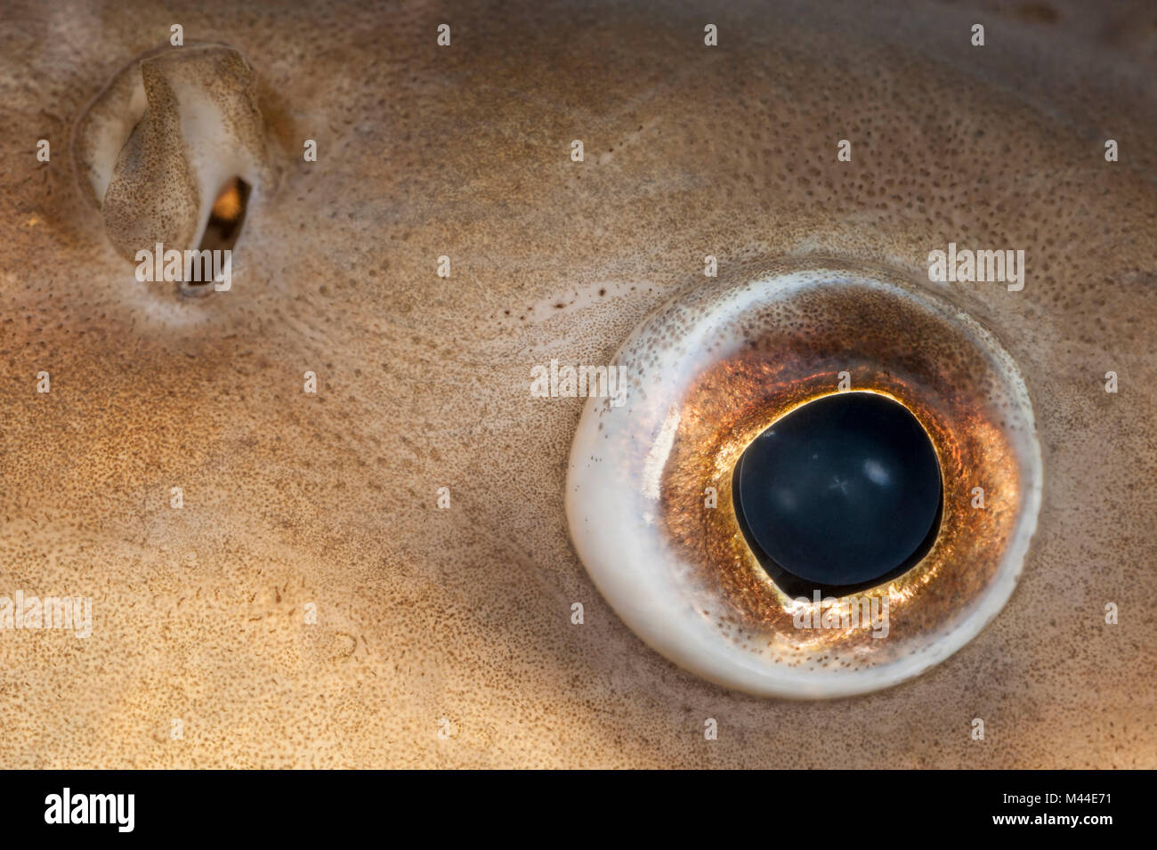 Barbo comune (Barbus barbus). Close-up di occhi e naso. Germania Foto Stock