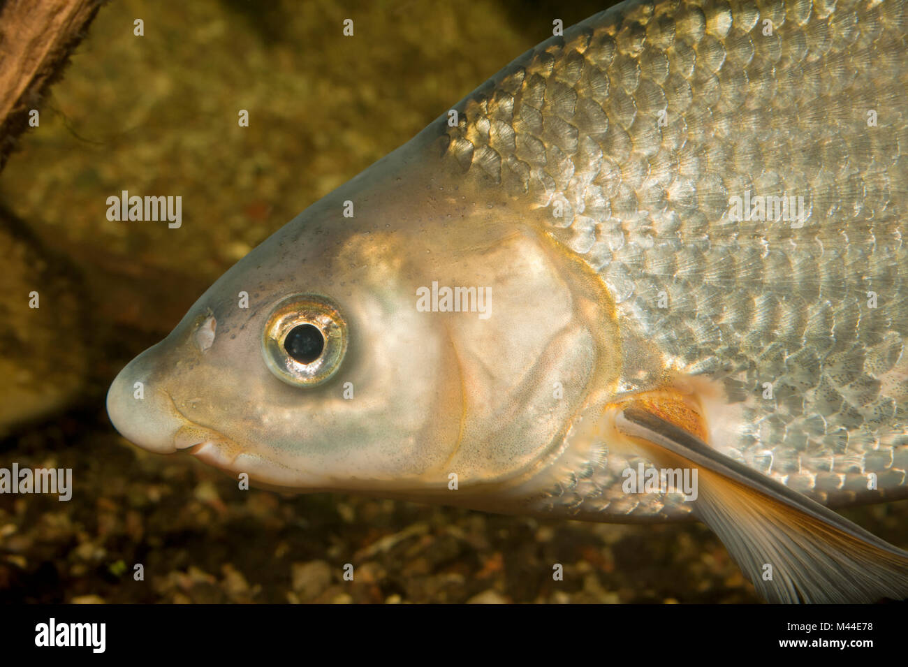 Nase comune (Chondrostoma nasus). Ritratto di adulto sotto l'acqua. Germania Foto Stock