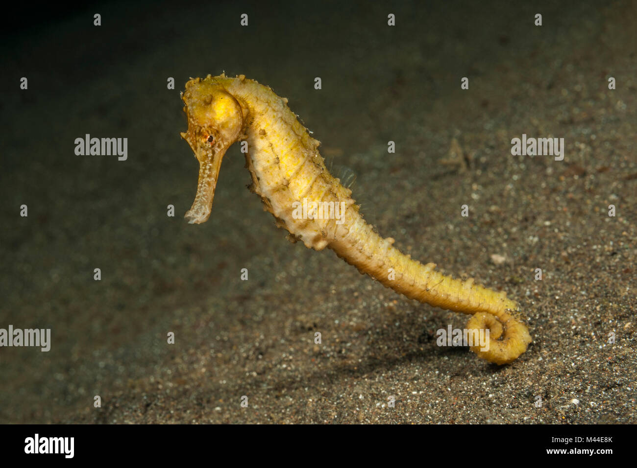 Semi-spined cavalluccio marino (ippocampo semispinosus) sotto l'acqua. Molucca Mare, Lembeh strait, Nord Sulawesi, Indonesia Foto Stock