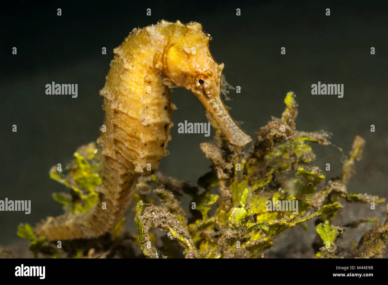 Semi-spined cavalluccio marino (ippocampo semispinosus) sotto l'acqua. Molucca Mare, Lembeh strait, Nord Sulawesi, Indonesia Foto Stock