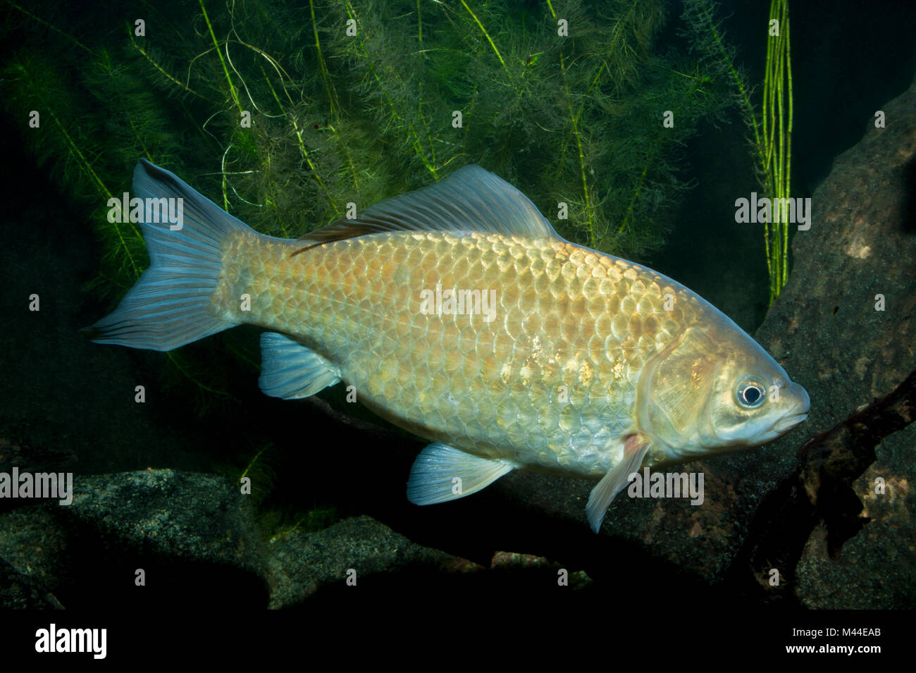 Carpa di Prussia, Gibel comune (Carassius gibelio) sotto l'acqua. Germania Foto Stock