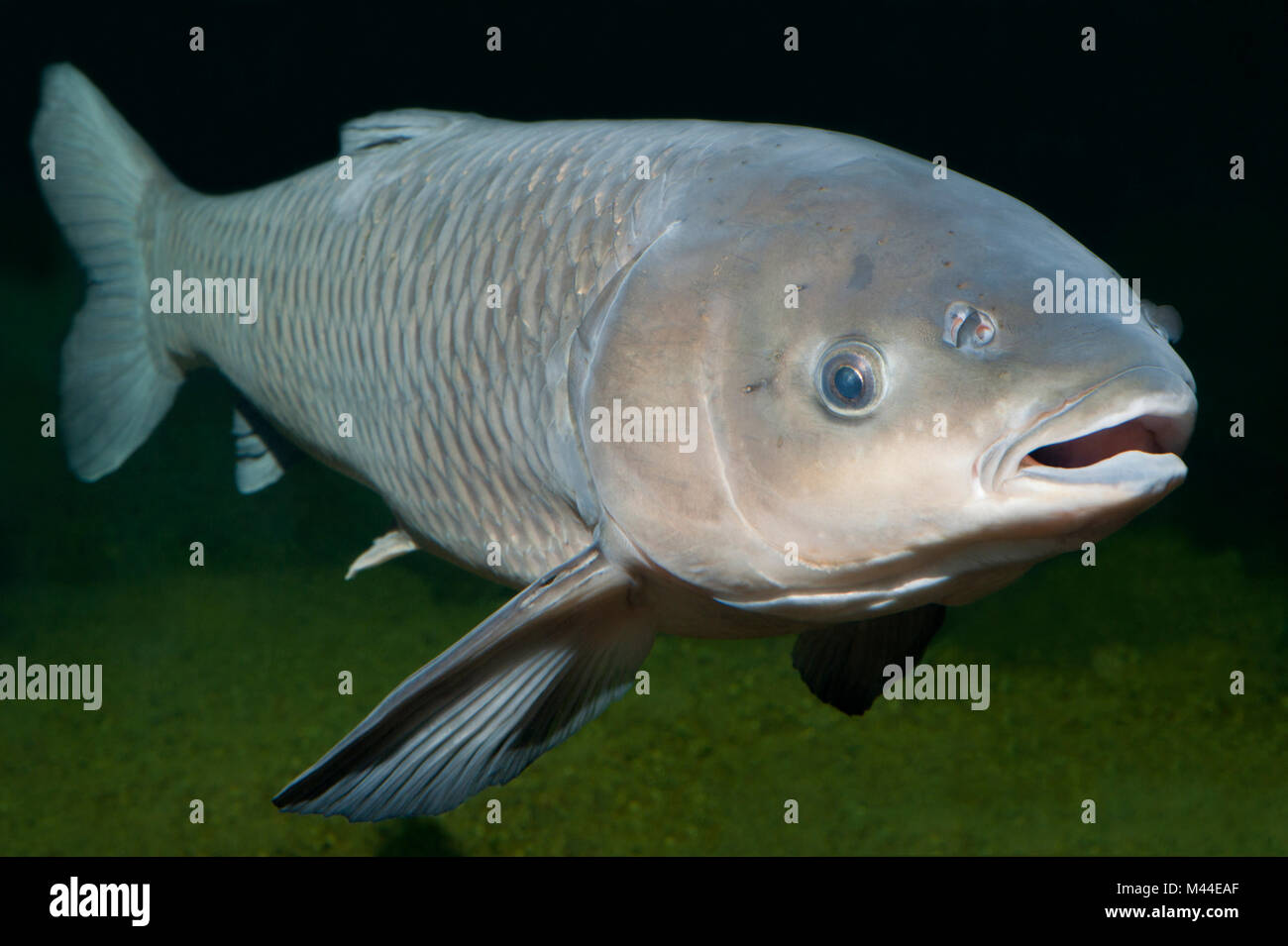 Carpa erbivora (Ctenopharyngodon idella) sotto l'acqua. Germania Foto Stock
