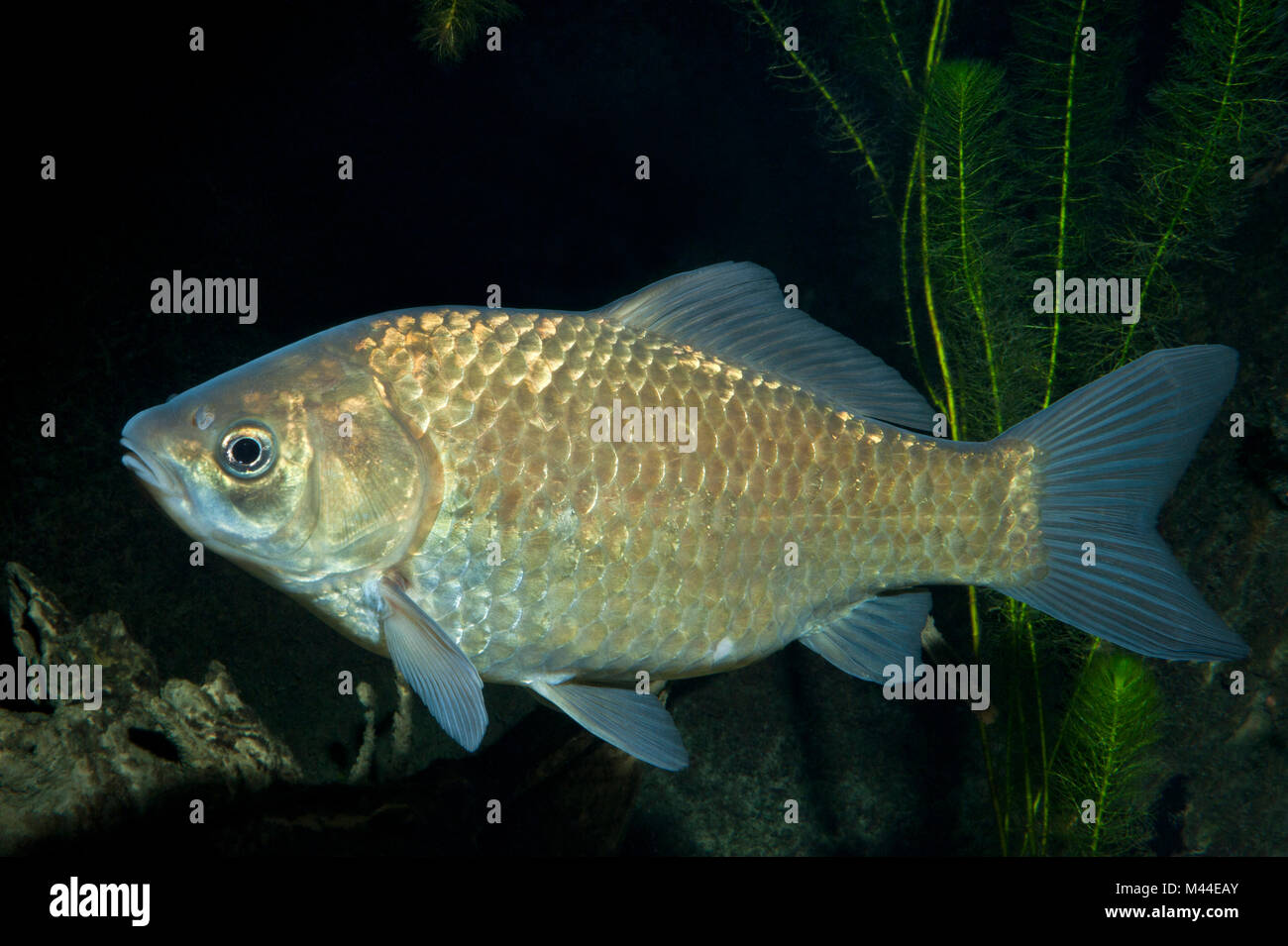 Carpa di Prussia, Gibel comune (Carassius gibelio) sotto l'acqua. Germania Foto Stock