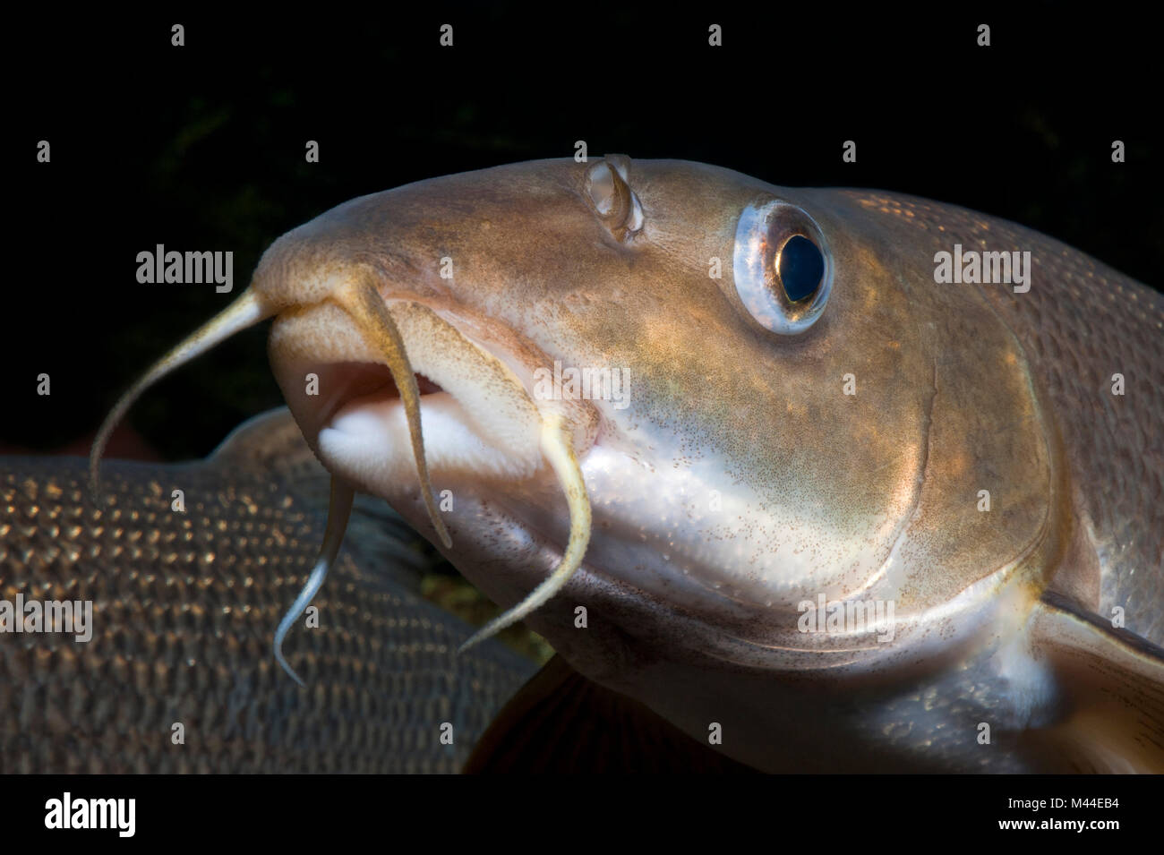 Barbo comune (Barbus barbus). Ritratto di adulto sotto l'acqua. Germania Foto Stock