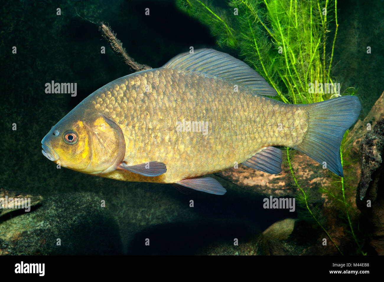 Carassio comune (Carassius carassius) sotto l'acqua. Germania Foto Stock