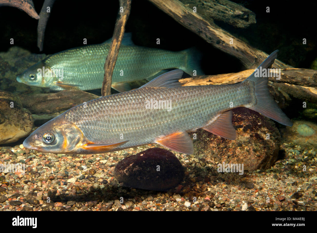 Nase comune (Chondrostoma nasus). Due adulti sotto l'acqua. Germania Foto Stock