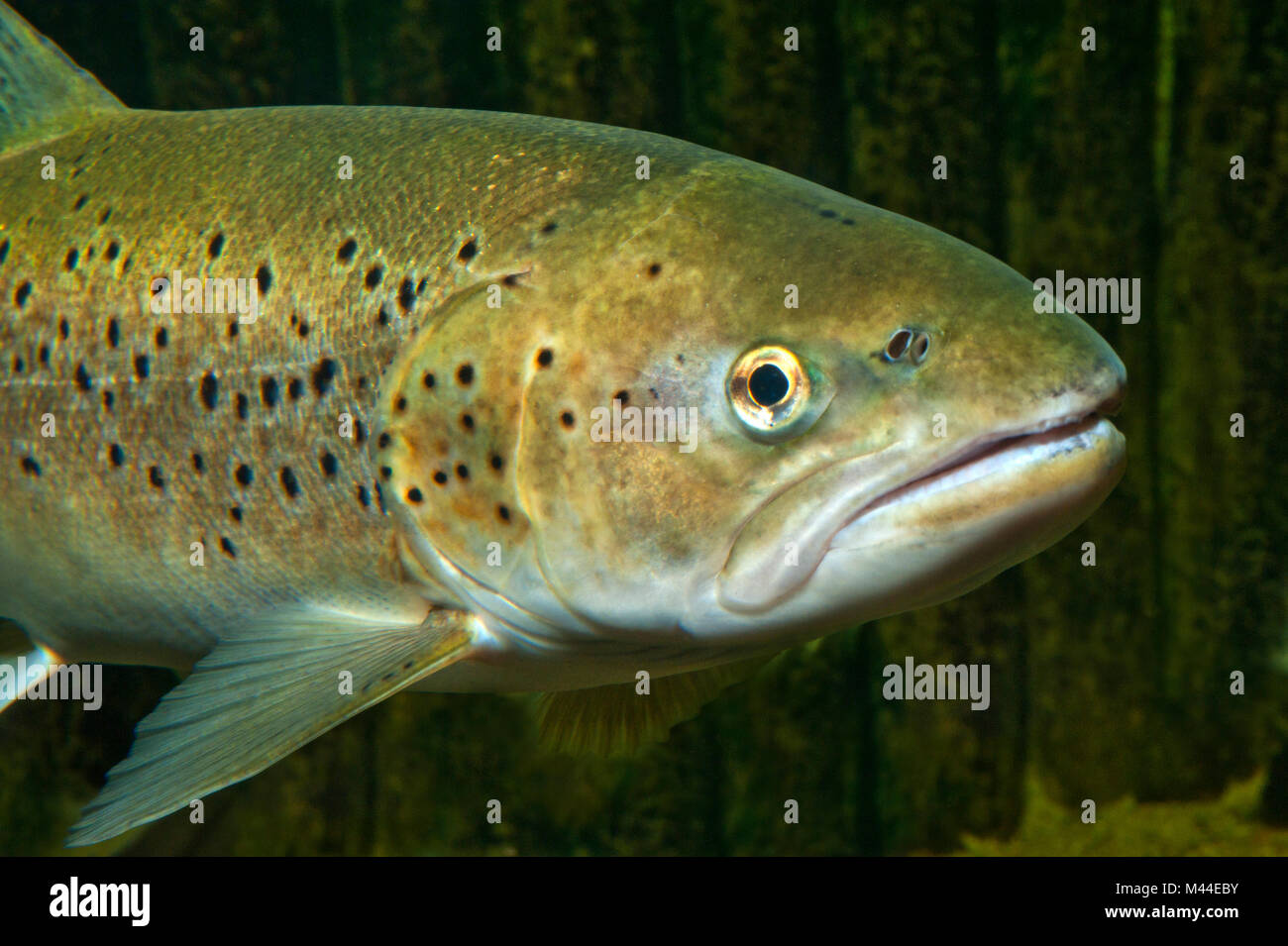 La trota fario trota di mare (Salmo trutta trutta). Ritratto di adulto sotto l'acqua. Germania Foto Stock