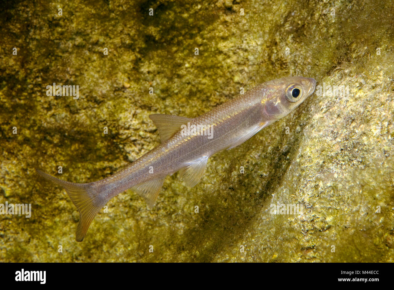 Nase comune (Chondrostoma nasus). Giovani alghe di alimentazione da una pietra. Germania Foto Stock