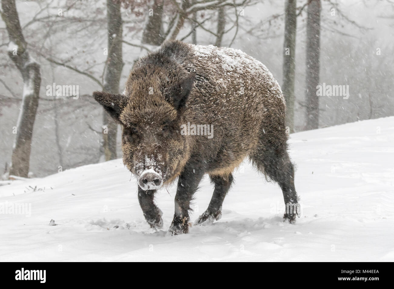 Il cinghiale (Sus scrofa). Adulto a piedi nella neve. Germania Foto Stock