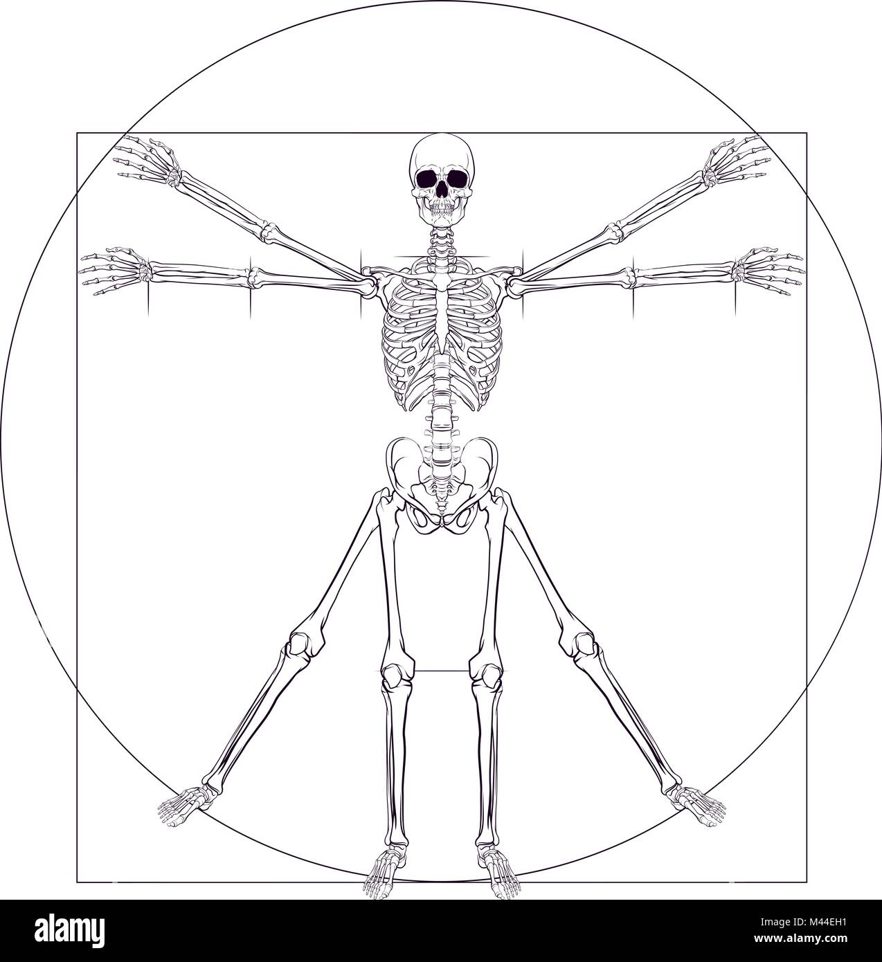 Lo scheletro di Da Vinci uomo vitruviano Illustrazione Vettoriale