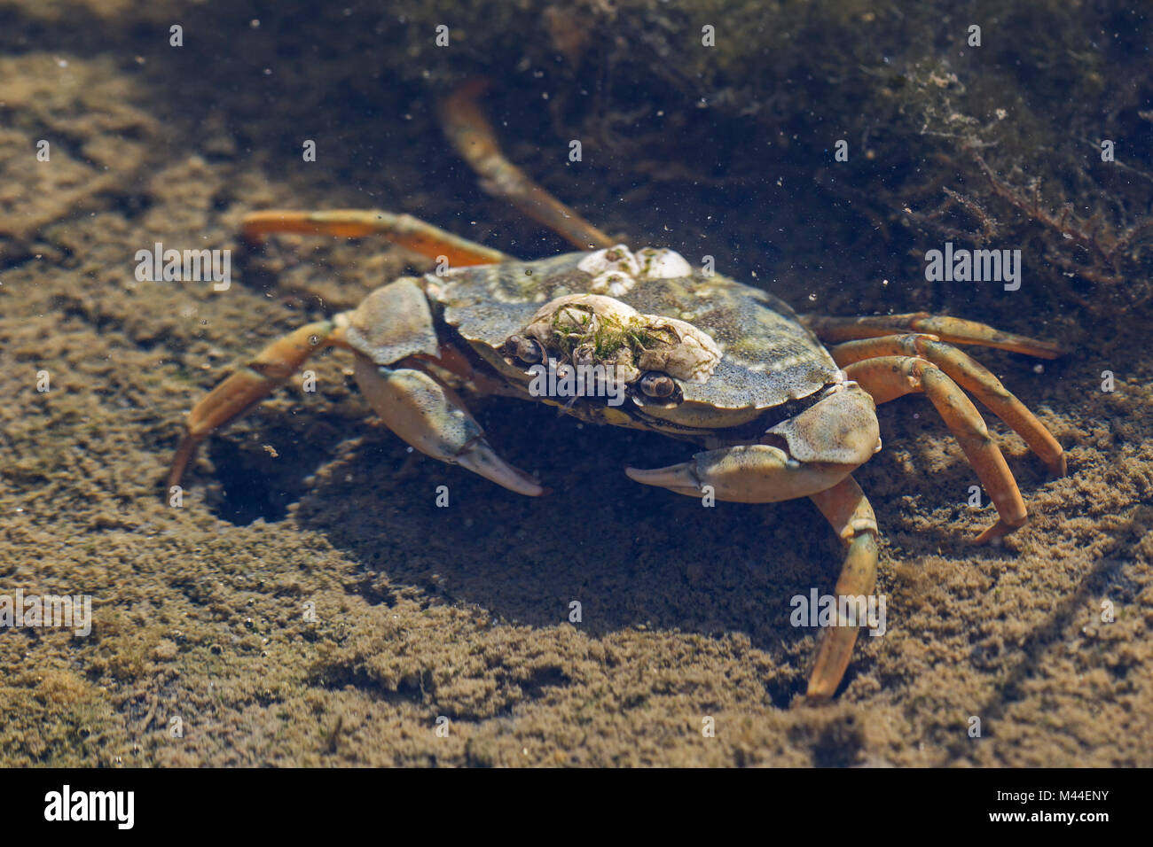 Shore Crab (Carcinus maenas) con cirripedi in un pool di marea. Mare del Nord, Germania Foto Stock