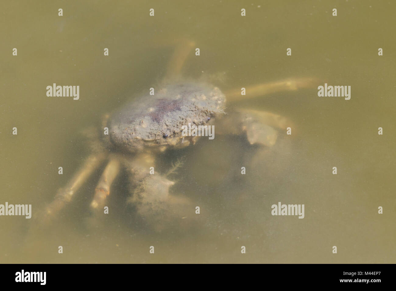 Shore Crab (Carcinus maenas) in un torrente di marea). Mare del Nord, Germania Foto Stock