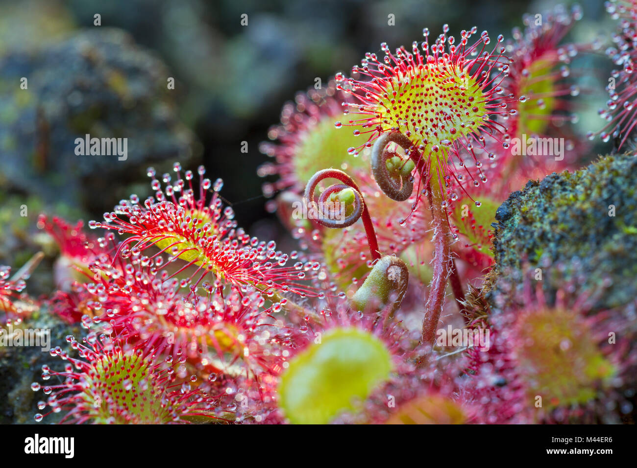 Round-lasciava Sundew (drosera rotundifolia). Foglie con tentacoli. Germania Foto Stock