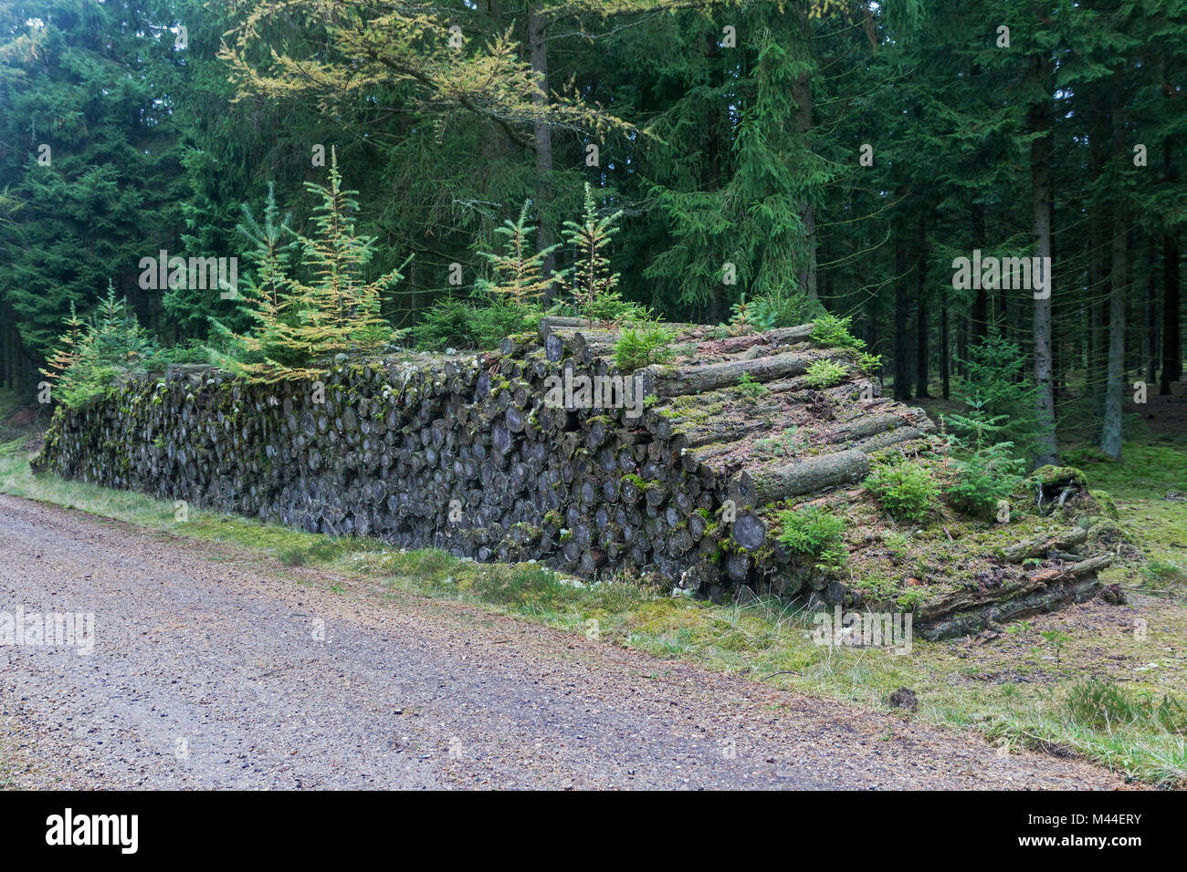 Dimenticato il legno palo tornando alla natura. Danimarca Foto Stock