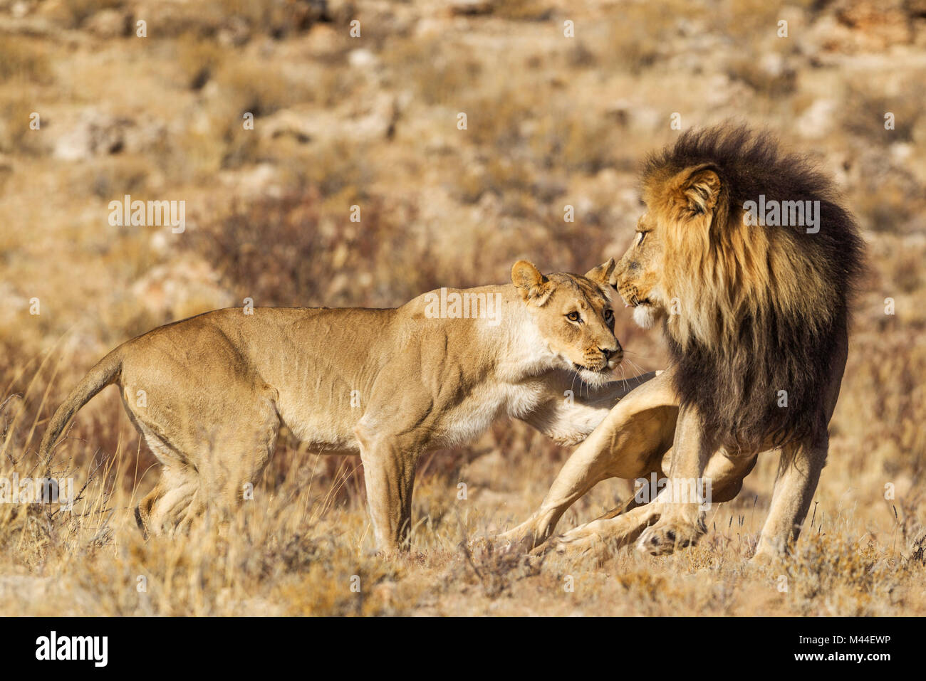 Leone africano (Panthera leo). Femmina in calore e nero-maned maschio del Kalahari al loro primo incontro. Il maschio è spaventata del inizialmente il comportamento aggressivo della femmina. Deserto Kalahari, Kgalagadi Parco transfrontaliero, Sud Africa. Foto Stock