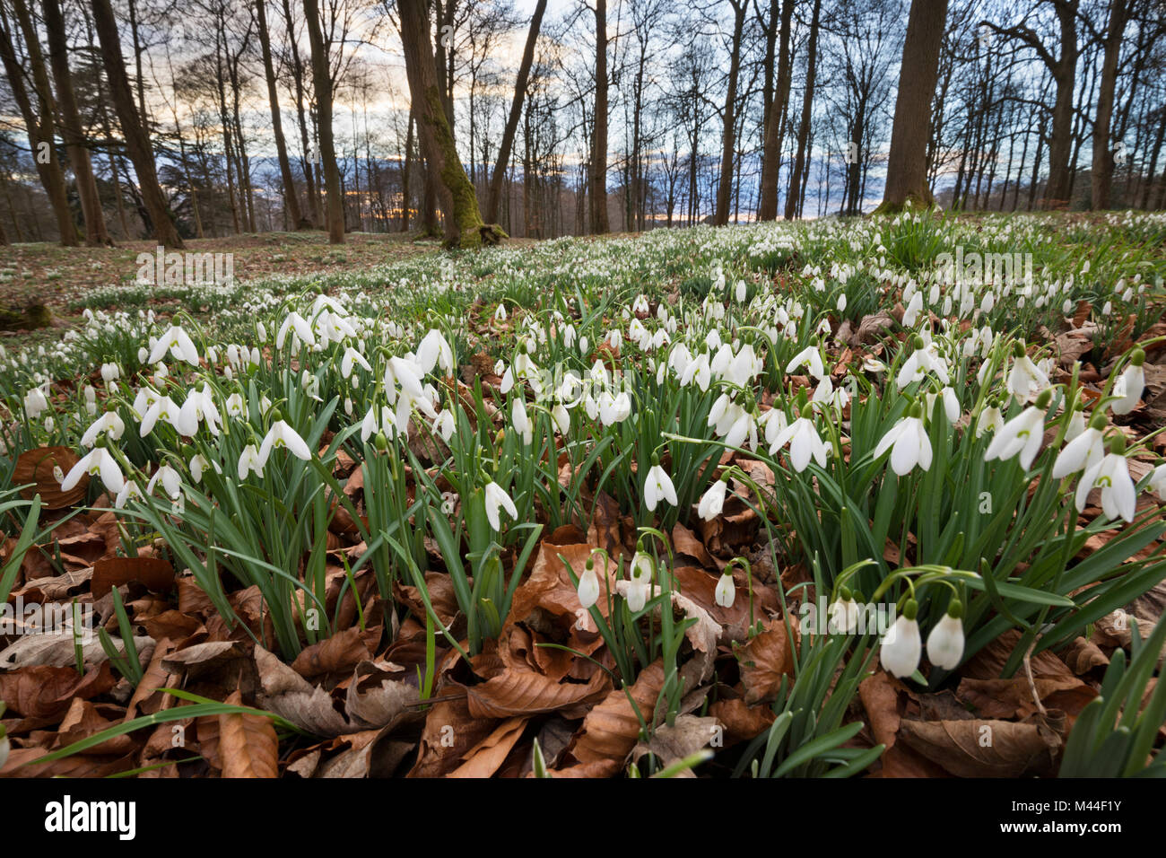 Bucaneve nel bosco invernale, il Costwolds, Gloucestershire, England, Regno Unito, Europa Foto Stock