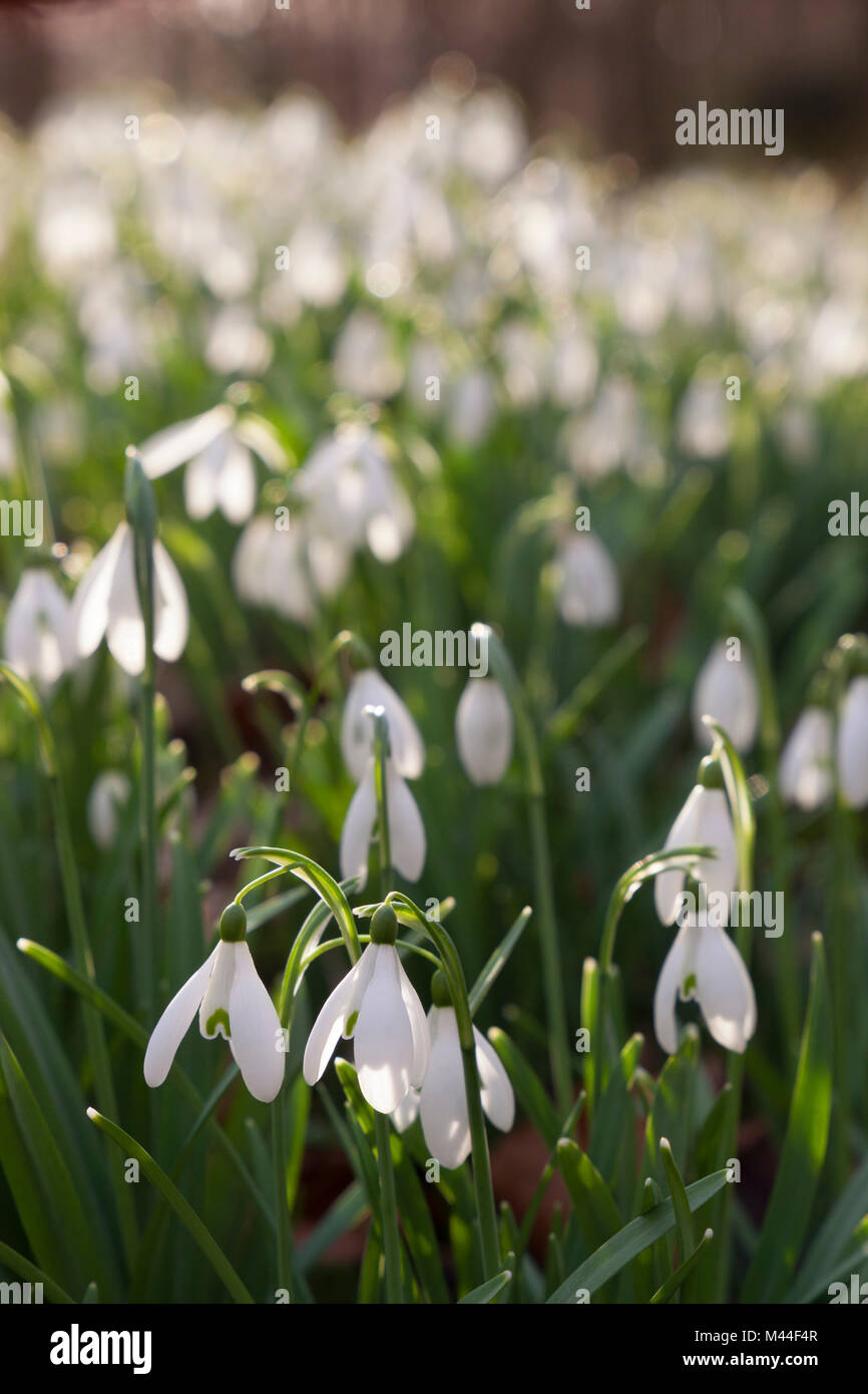 Bucaneve nel bosco invernale, il Costwolds, Gloucestershire, England, Regno Unito, Europa Foto Stock