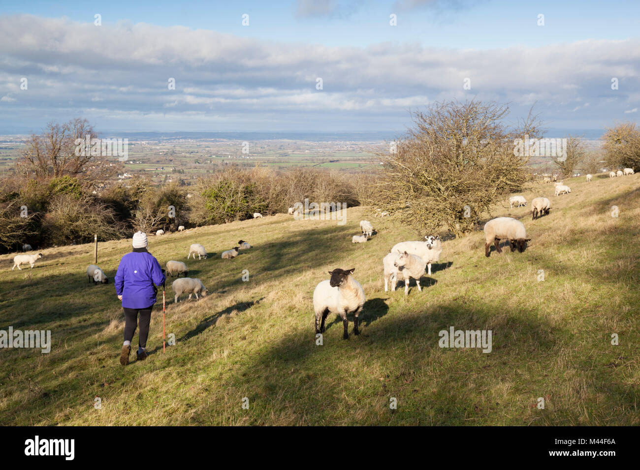 Walker sul sentiero in campo con le pecore sopra il villaggio di Broadway e vista sulla valle di Evesham, Broadway, il Costwolds, Worcestershire, Regno Unito Foto Stock