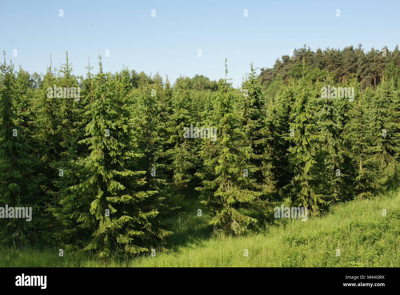 Picea omorika, Serbische Fichten, serbo abete rosso Foto Stock