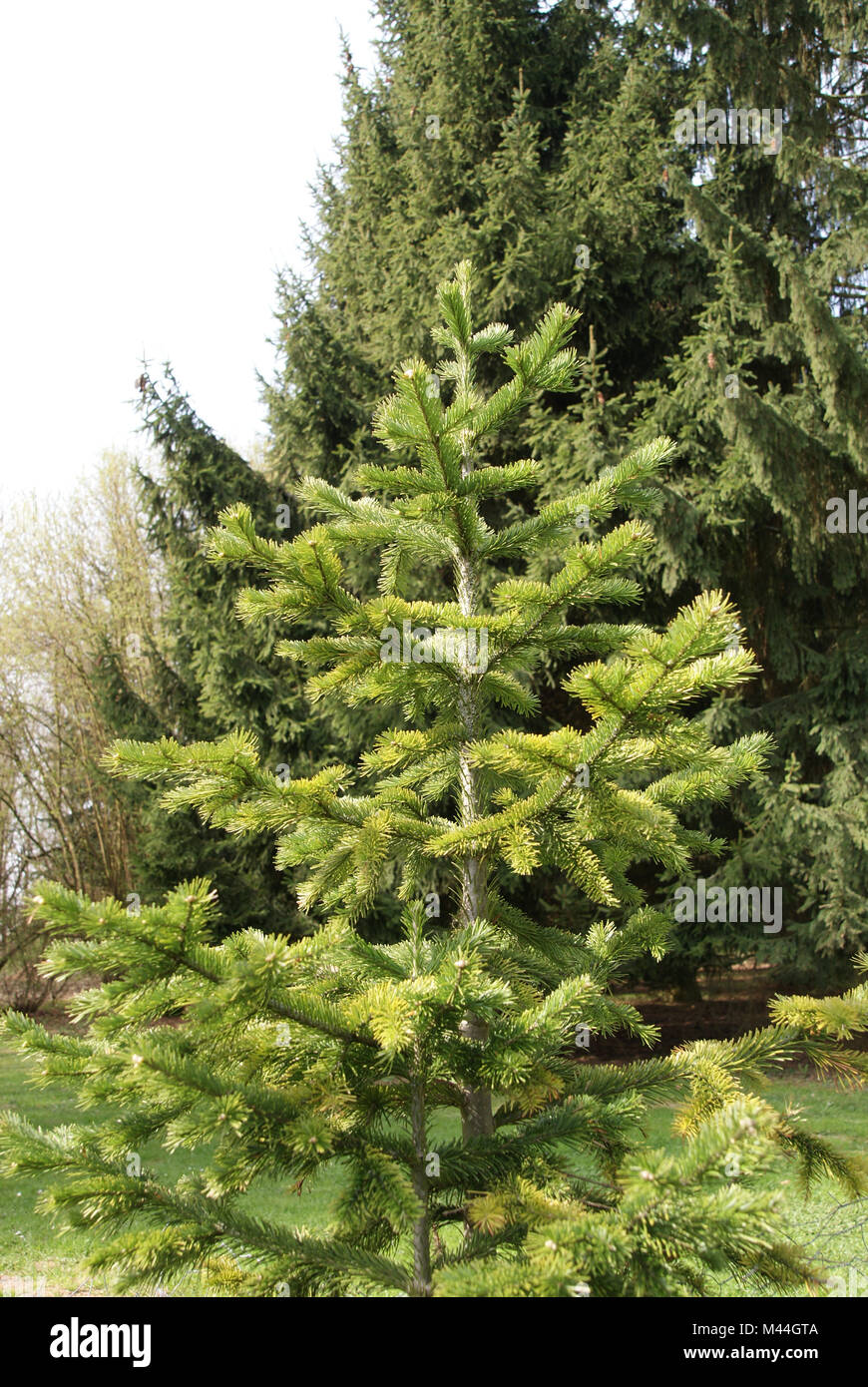Abies sibirica, Sibirische Tanne siberiano abete Foto Stock