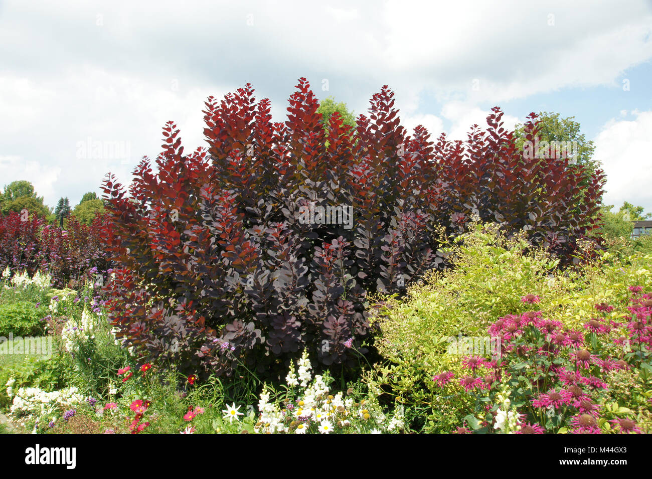 Cotinus coggygria Royal Purple, Perückenstrauch, smokebush Foto Stock