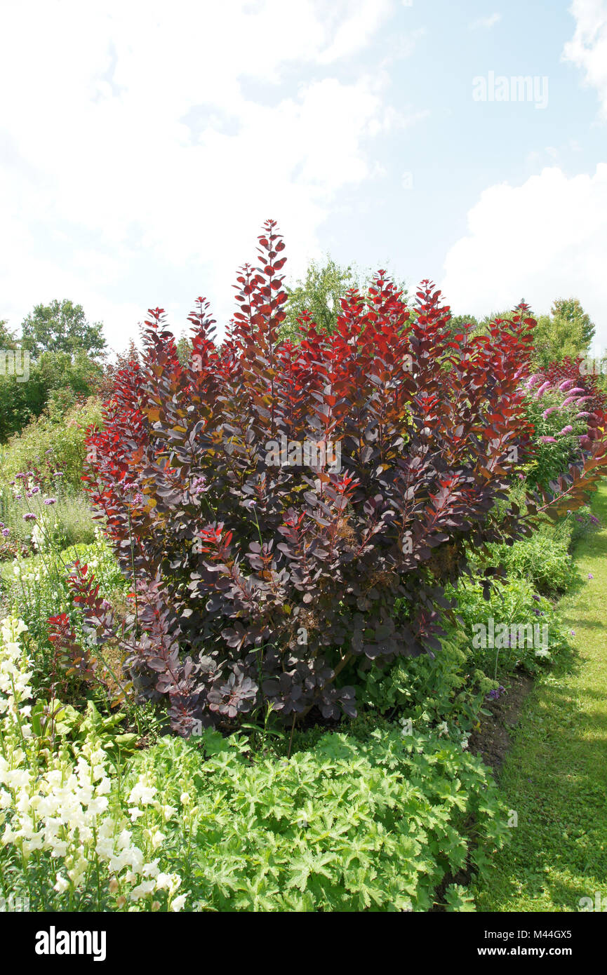 Cotinus coggygria Royal Purple, Perückenstrauch, smokebush Foto Stock