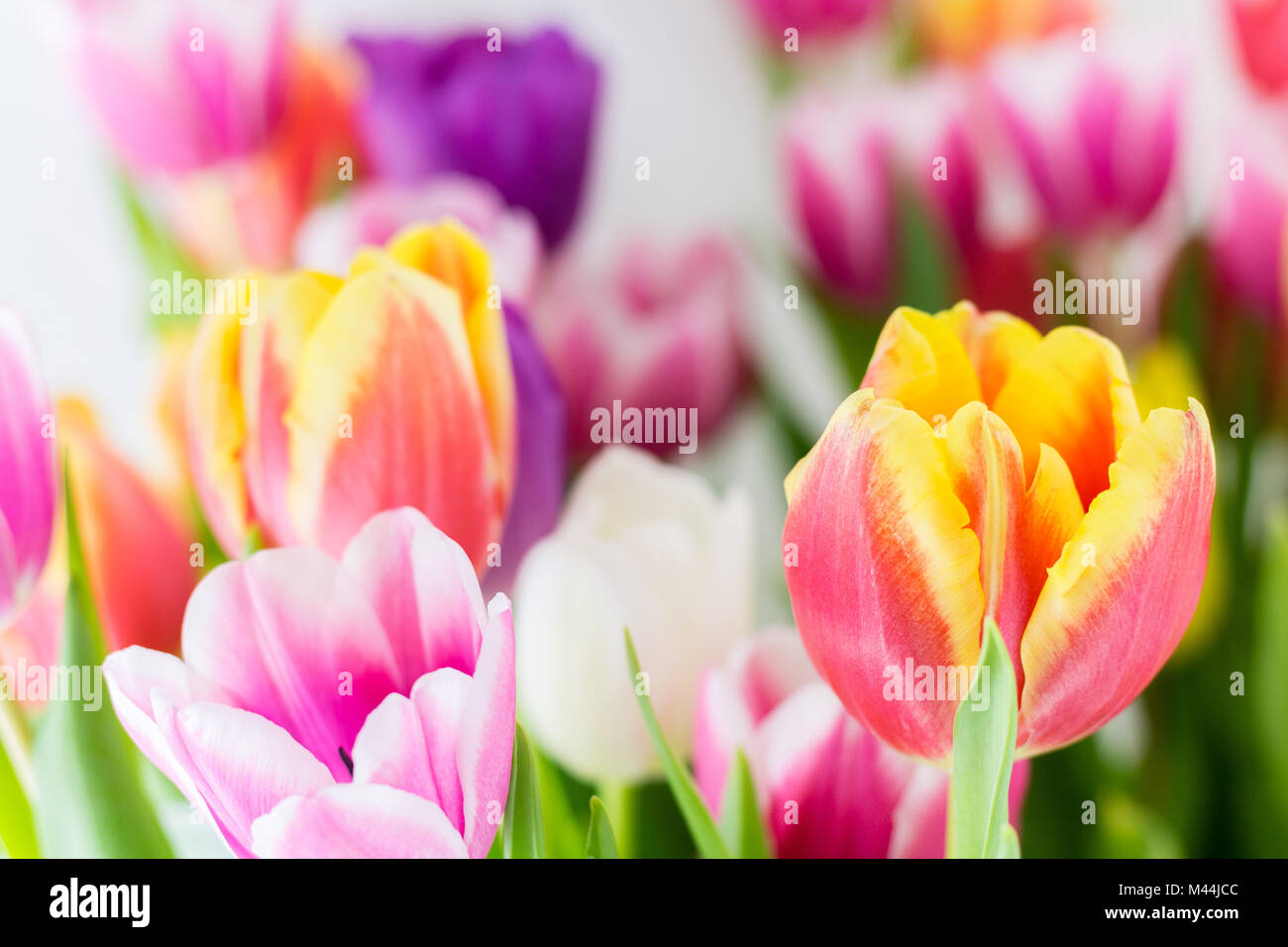 I tulipani. Fiori di Primavera Foto Stock