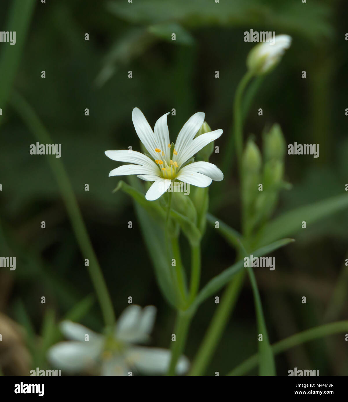 Fiore selvatico Stitchwort maggiore nel bosco in inglese Foto Stock